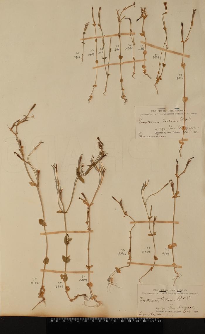 Centaurium maritimum (L.) Fritsch