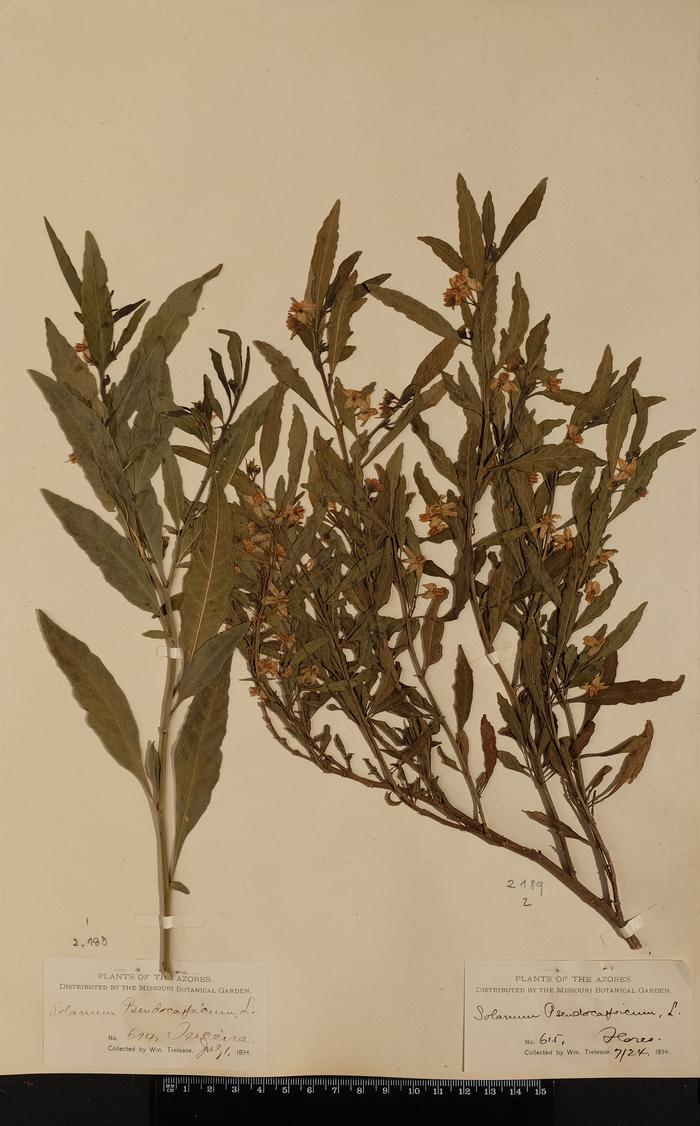 Solanum pseudocapsicum L.