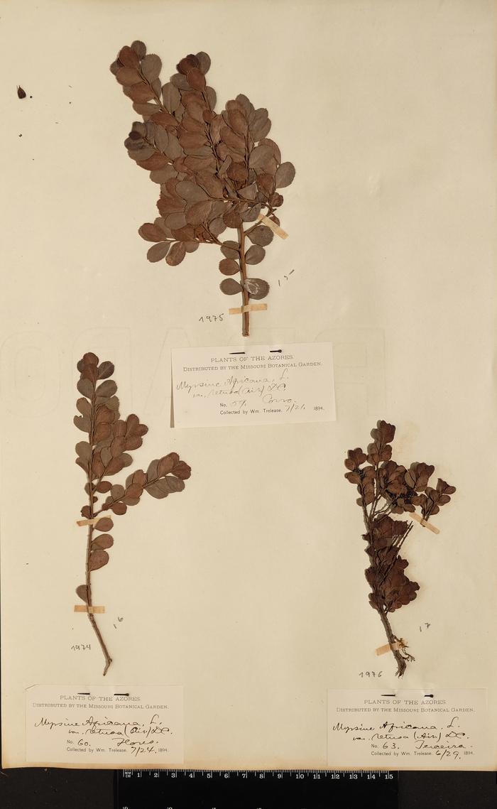 Myrsine africana L.