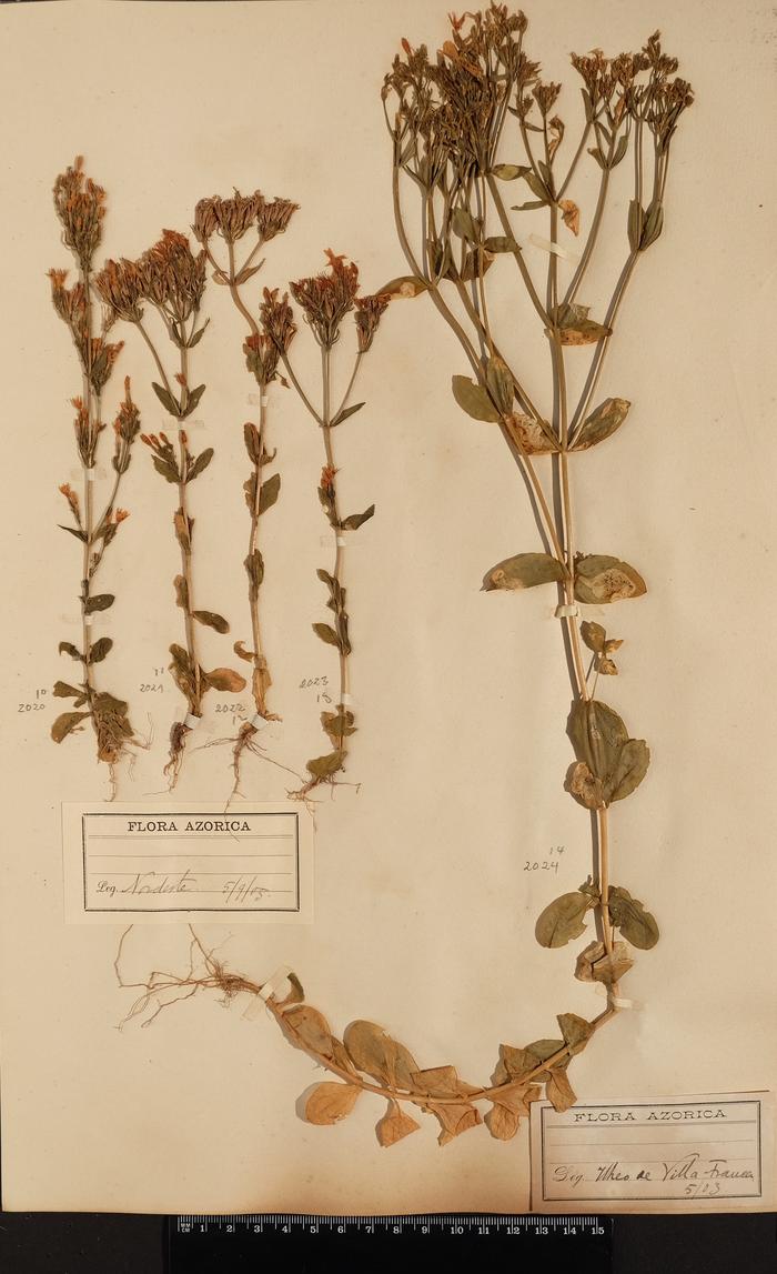 Centaurium erythraea Rafn subsp. grandiflorum (Biv.) Melderis