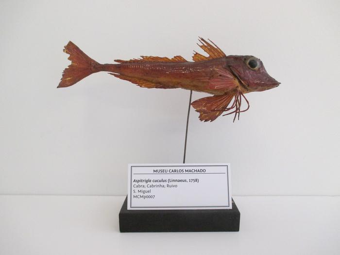 Chelidonichthys cuculus <b>(Linnaeus, 1758)</b>