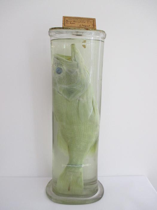 Perca fluviatilis<b> (Linnaeus, 1758) [Tabela]</b>