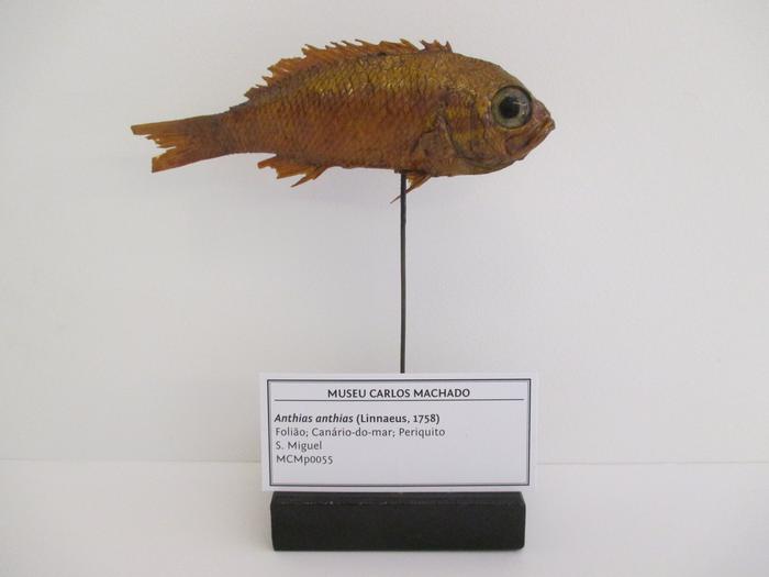 Anthias anthias (Linnaeus, 1758)