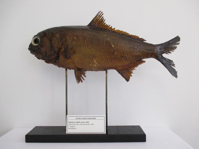 Polymixia nobilis Lowe, 1836