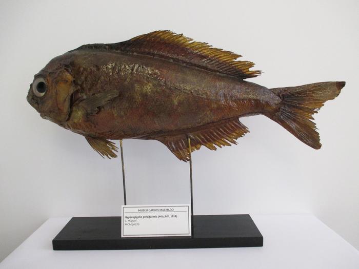 Hyperoglyphe perciformis (Mitchill, 1818)