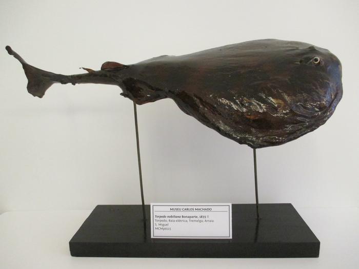 Tetronarce nobiliana (Bonaparte, 1835)