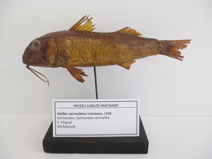 Mullus surmuletus Linnaeus, 1758
