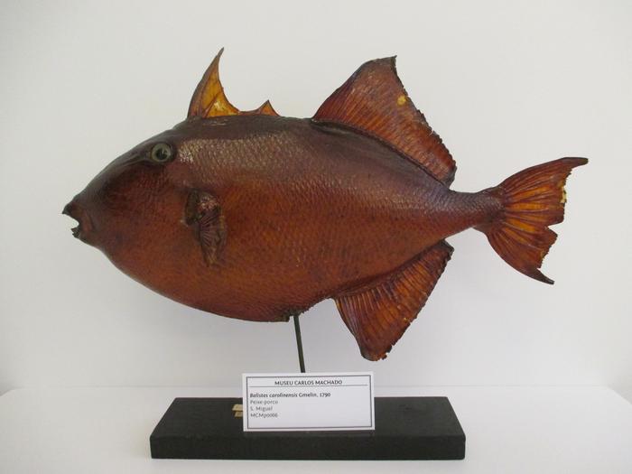 Balistes capriscus Gmelin, 1789
