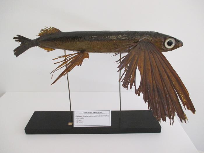 Cheilopogon pinnatibarbatus subsp. pinnatibarbatus (Bennett, 1831)