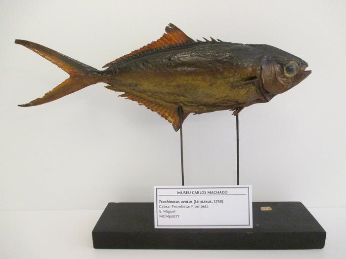 Trachinotus ovatus (Linnaeus, 1758)