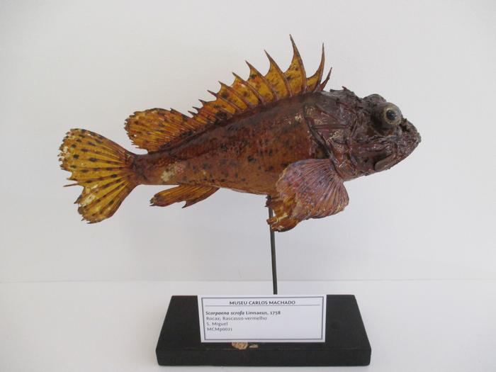 Scorpaena scrofa Linnaeus, 1758