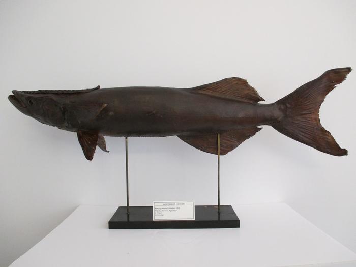 Remora remora (Linnaeus, 1758)
