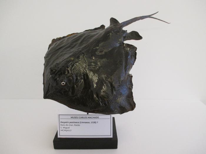 Dasyatis pastinaca (Linnaeus, 1758)