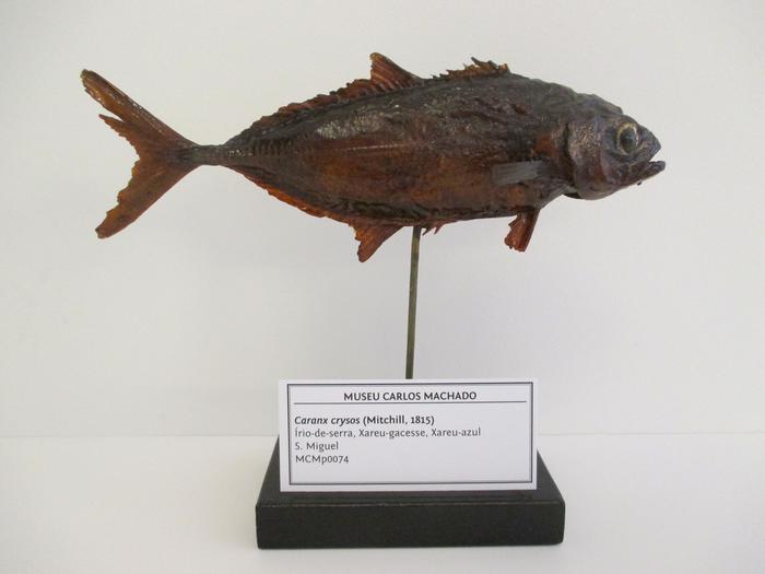 Caranx crysos (Mitchill, 1815)