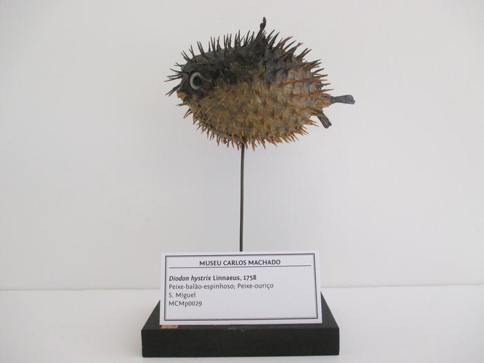 Diodon hystrix Linnaeus, 1758