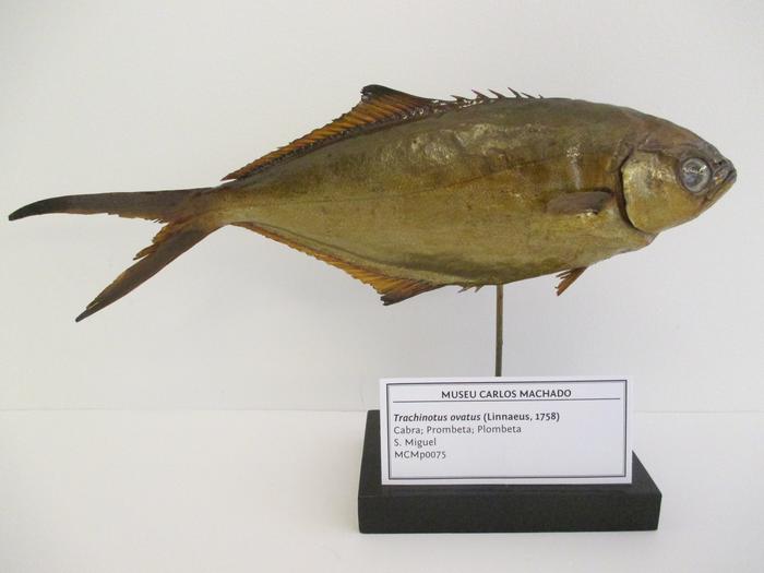 Trachinotus ovatus (Linnaeus, 1758)