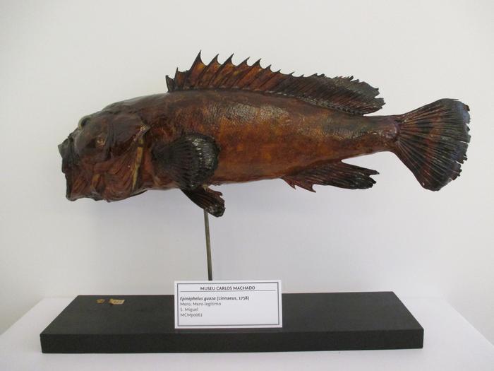 <b><i>Epinephelus marginatus</i></b><b> (Lowe, 1834)</b>