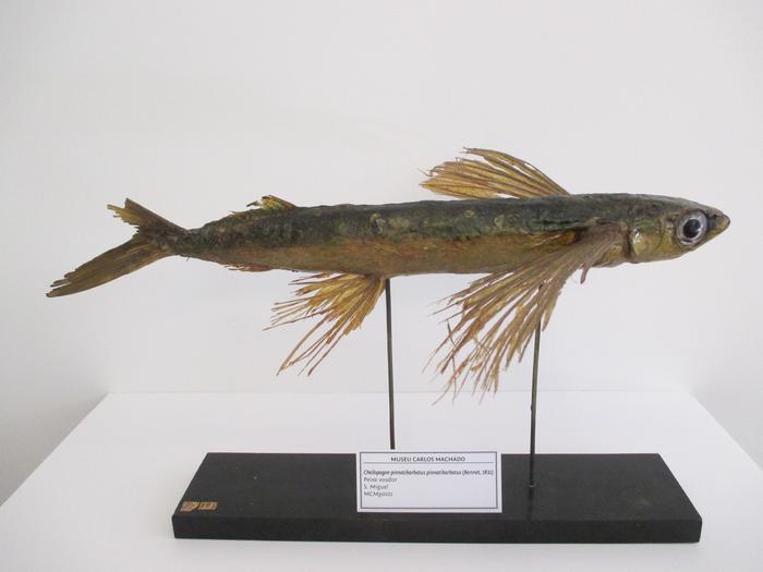Cheilopogon pinnatibarbatus subsp. pinnatibarbatus (Bennett, 1831)