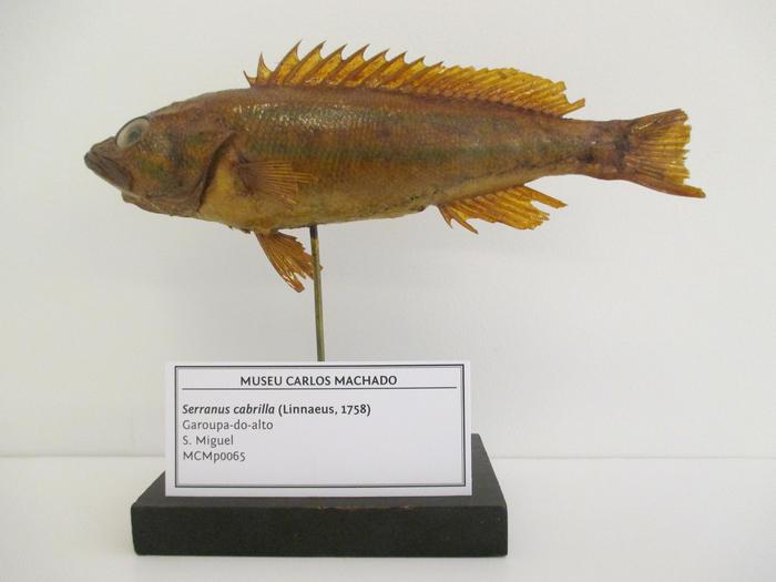 Serranus cabrilla (Linnaeus, 1758)