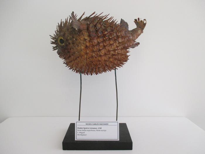 Diodon hystrix Linnaeus, 1758