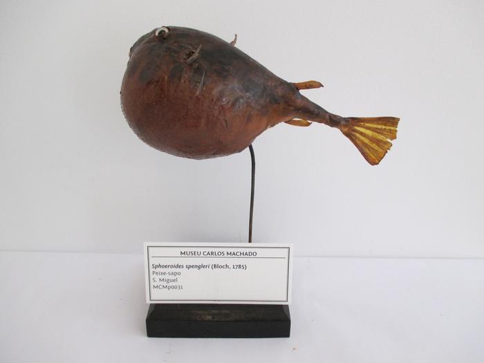Sphoeroides spengleri (Bloch, 1785)