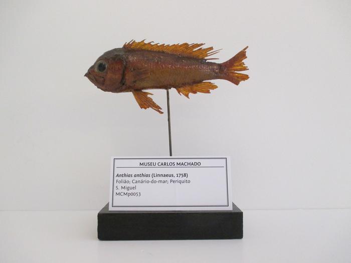 Anthias anthias (Linnaeus, 1758)