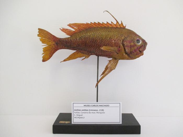 Anthias anthias (Linnaeus, 1758)