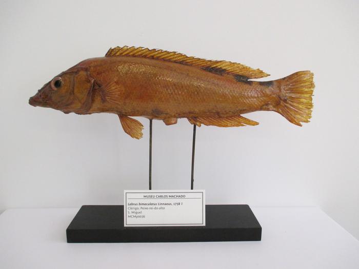 Cichlasoma bimaculatum (Linnaeus, 1758)