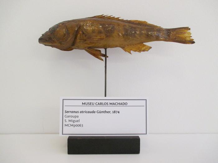 Serranus atricauda Günther, 1874
