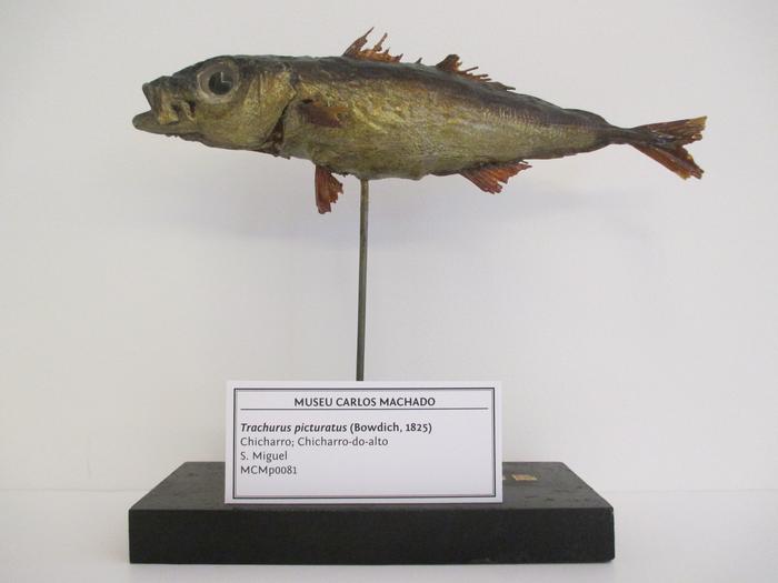 Trachurus picturatus (Bowdich, 1825)