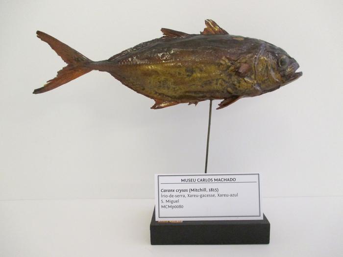 Caranx crysos (Mitchill, 1815)