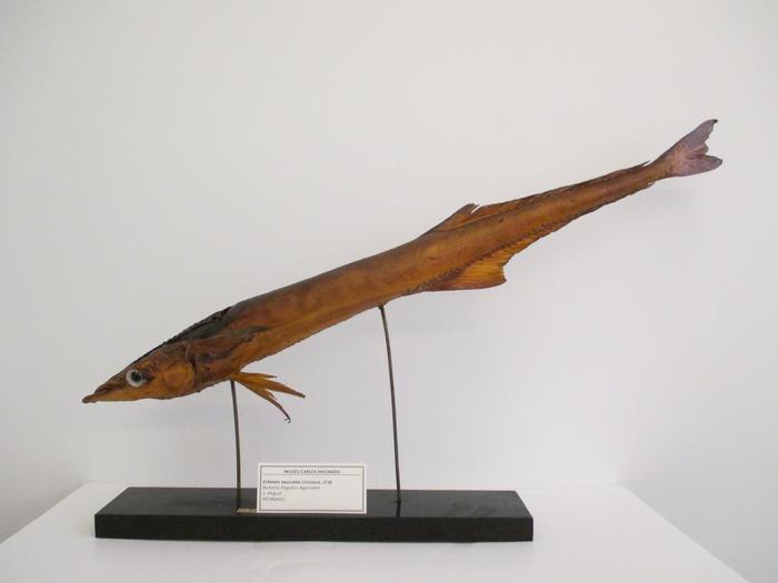 Echeneis naucrates Linnaeus, 1758