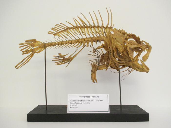 Scorpaena scrofa Linnaeus, 1758
