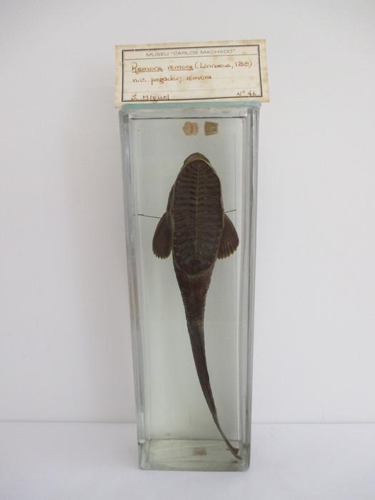 Remora remora (Linnaeus, 1758)
