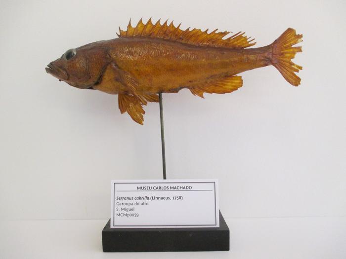 Serranus cabrilla (Linnaeus, 1758)