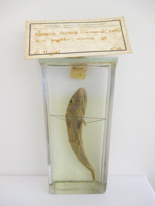 Remora remora (Linnaeus, 1758)