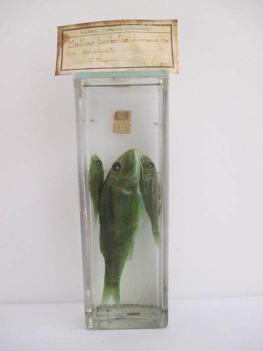 Mullus barbatus Linnaeus, 1758 [Frasco - 3 exemplares]