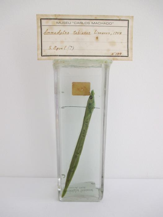 Ammodytes tobianus Linnaeus, 1758