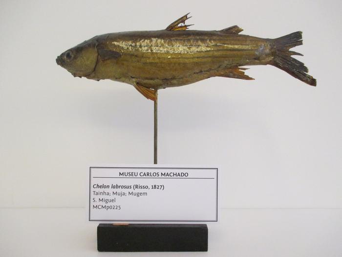 Chelon labrosus (Risso, 1827)
