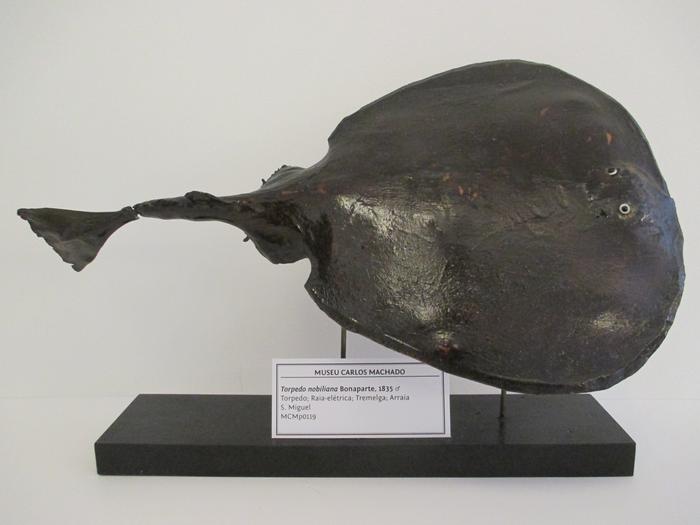 Tetronarce nobiliana (Bonaparte, 1835)