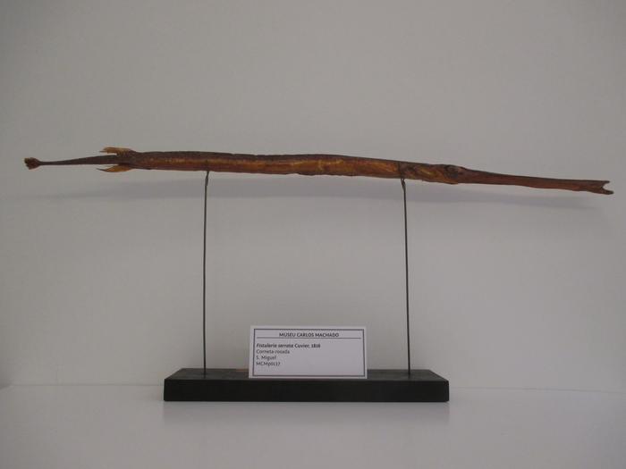 Fistularia petimba Lacépède, 1803