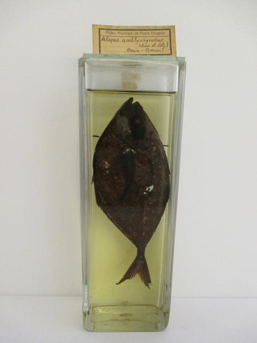Alepes amblyrhyncus (Cuv, et. Val.)