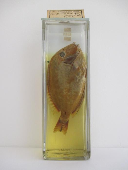 Acanthurus nigrofuscus (Forsskål, 1775)