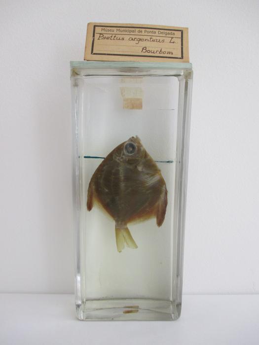 Monodactylus argenteus (Linnaeus, 1758)