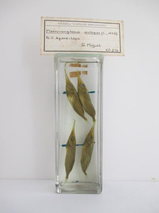 Macroramphosus scolopax (Linnaeus, 1758) [Frasco - 4 exemplares]