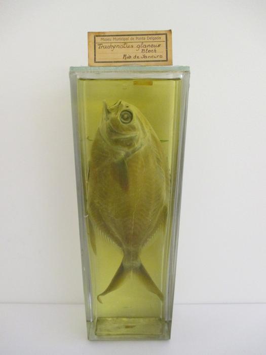 Trachinotus goodei Jordan &amp; Evermann, 1896