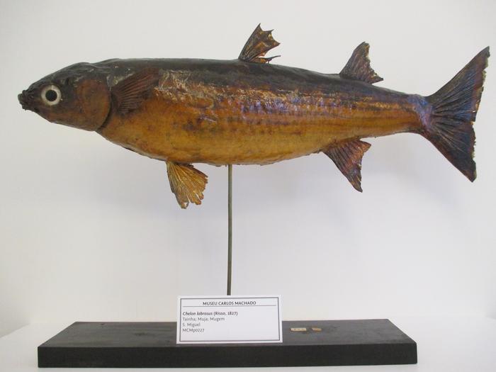 Chelon labrosus (Risso, 1827)