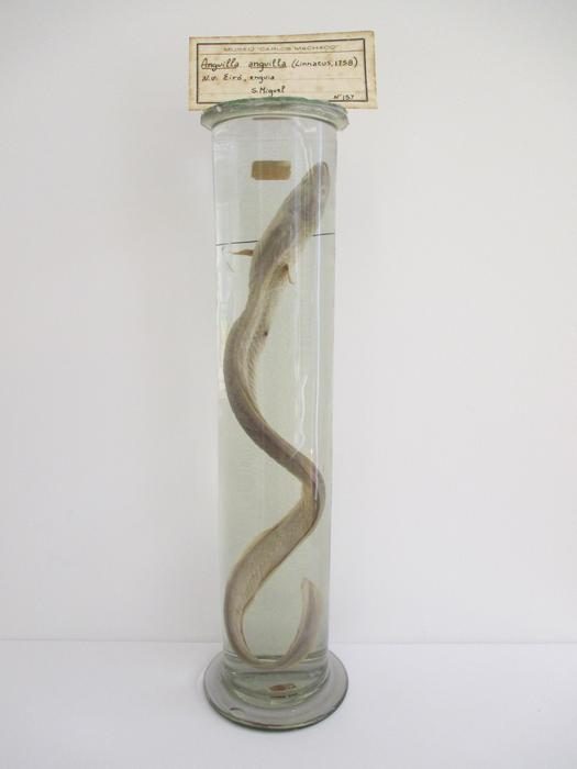 Anguilla anguilla (Linnaeus, 1758)