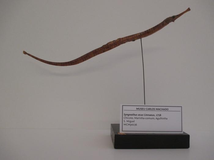 Syngnathus acus Linnaeus, 1758