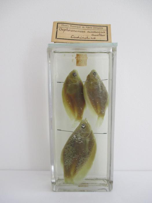 Trichopodus trichopterus (Pallas, 1770) [Frasco - 3 exemplares]